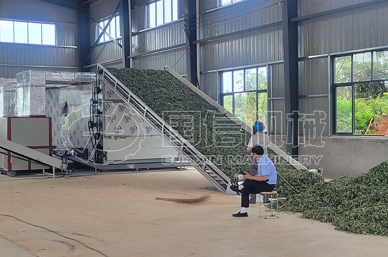 湖北艾叶烘干现场