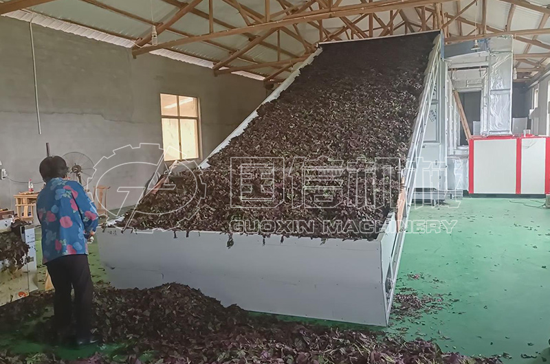 浙江紫苏叶烘干现场