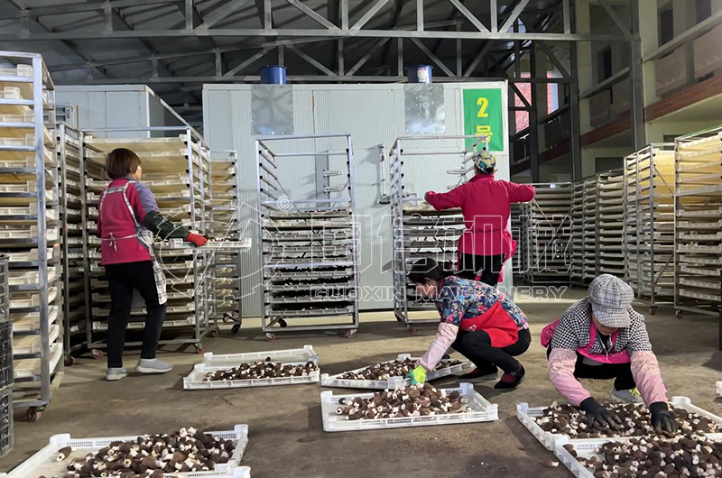 山西客户羊肚菌烘干现场