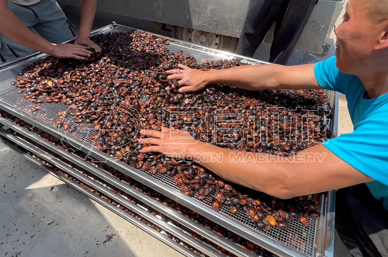 新乡客户土鳖虫烘干现场